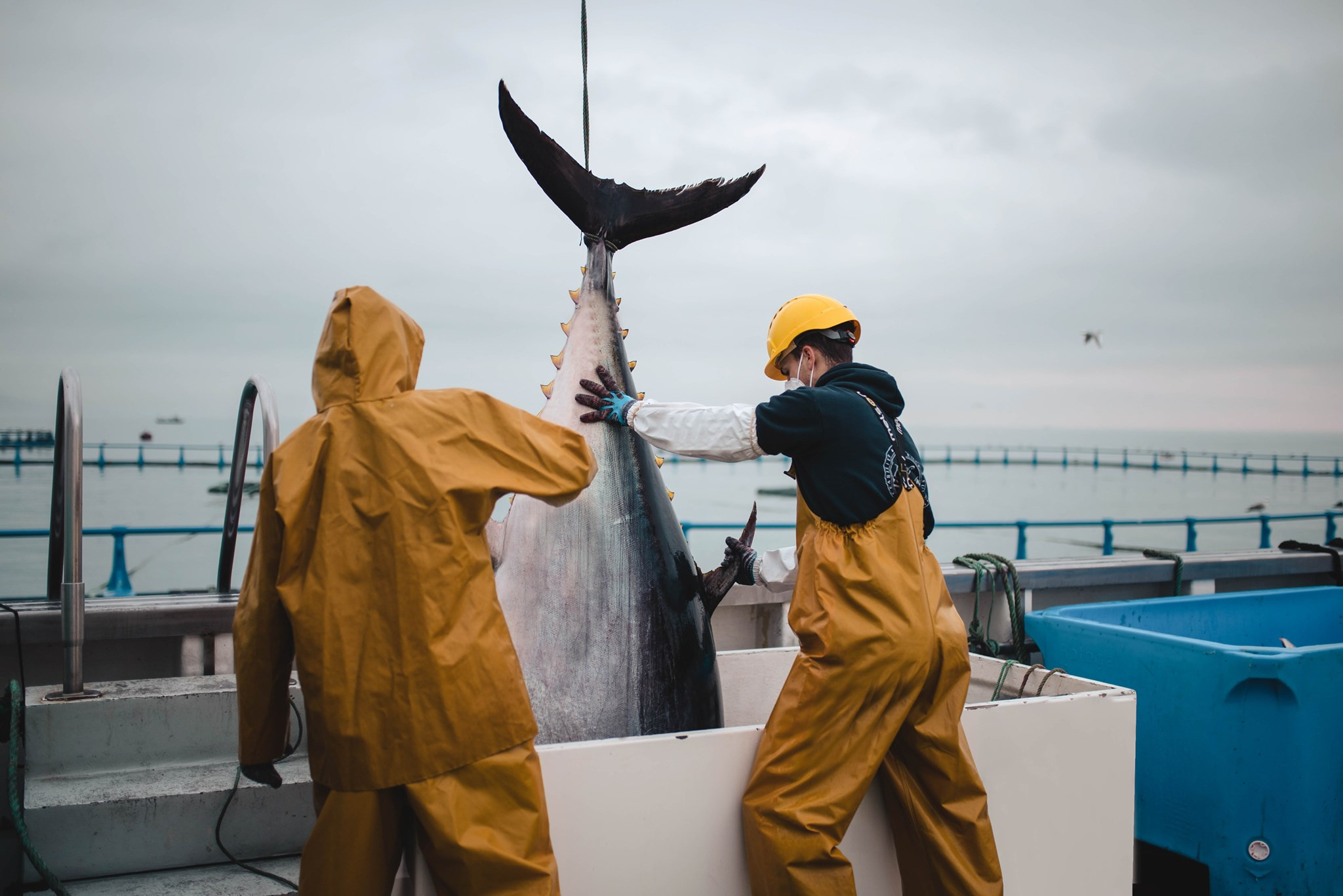 ​Grup Balfegó logra la trazabilidad total del atún rojo desde la captura hasta el consumo