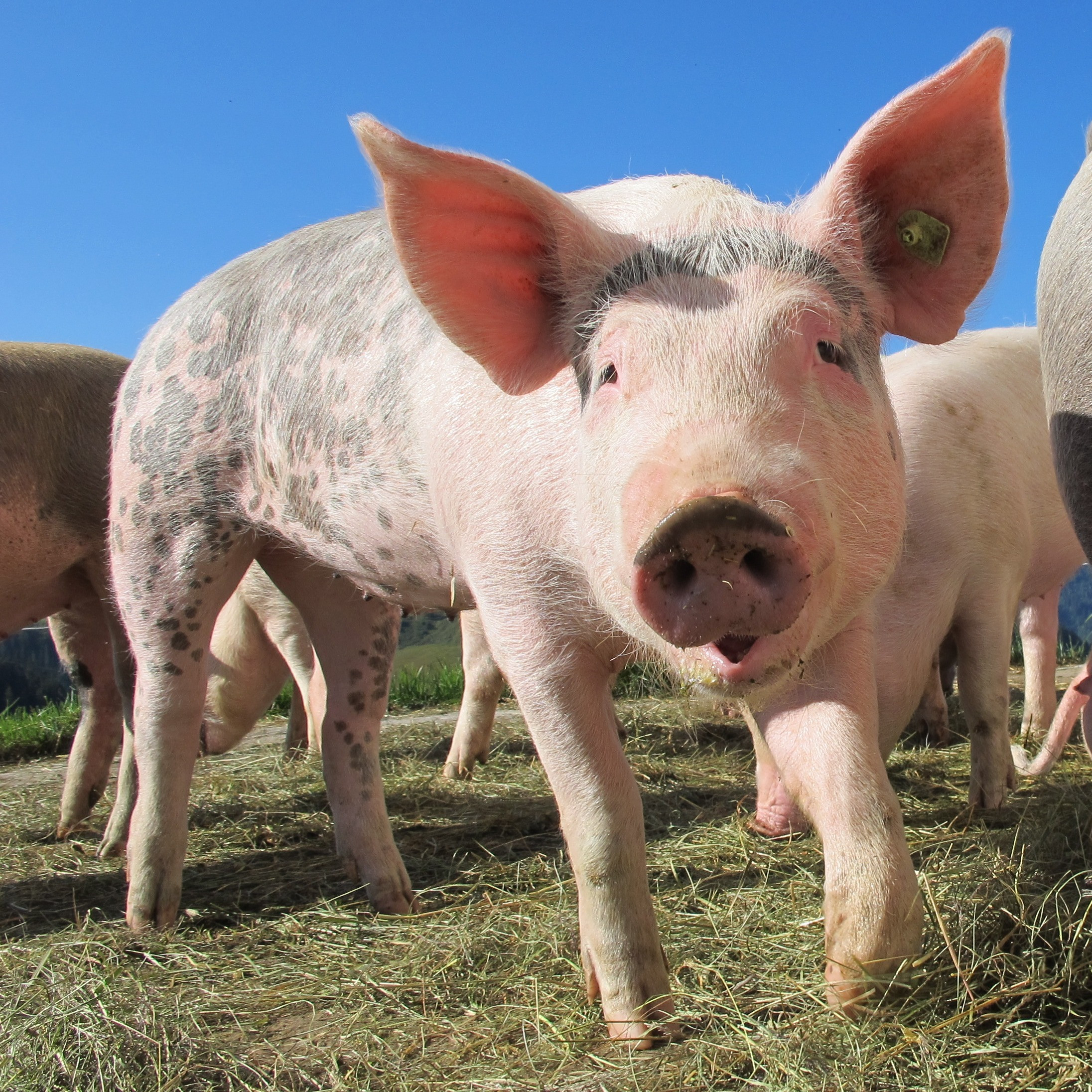 El consumo extra doméstico de carne y elaborados de porcino creció un 1,51%